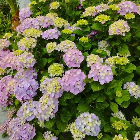 Cle House Ferienhaus