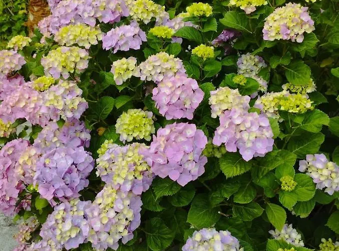 Cle House בית נופש